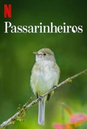 Capa para download torrent de Filme Passarinheiros - Birders